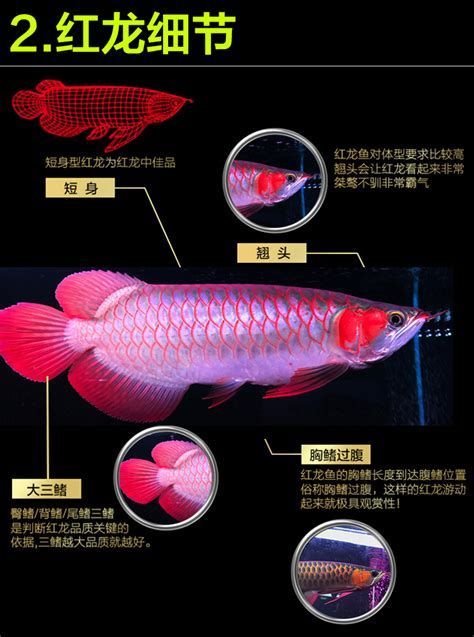 30元一斤的龍魚苗有哪些品種？，30元一斤左右的龍魚苗有哪些品種？