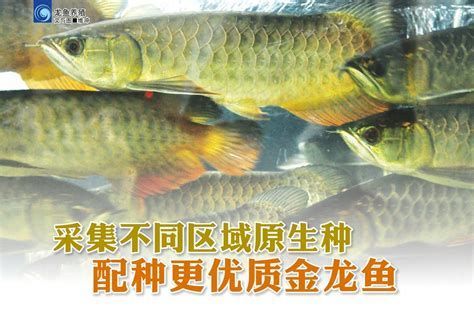 30元一斤的龍魚苗有哪些品種？，30元一斤左右的龍魚苗有哪些品種？