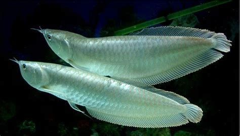 30元一斤的龍魚苗有哪些品種？，30元一斤左右的龍魚苗有哪些品種？