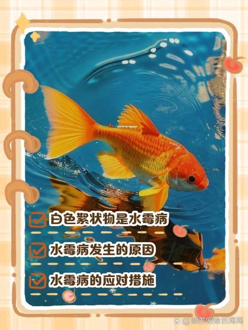 如何判斷金龍魚是否需要用藥？，+—系統化診斷金龍魚是否需要用藥