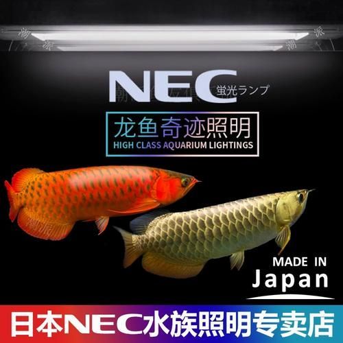 給我推薦幾款適合金龍魚的燈，金龍魚燈具選購指南
