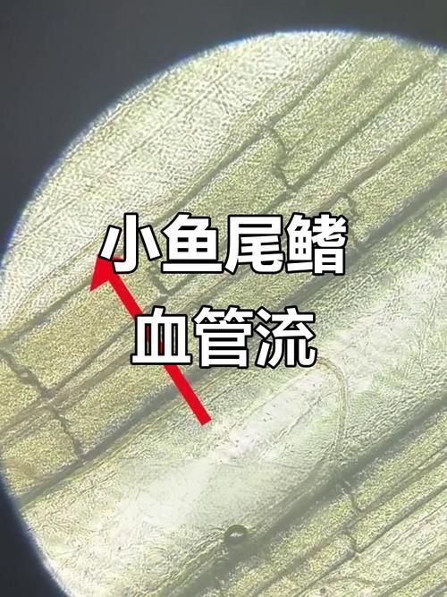 如何預(yù)防魚尾充血復(fù)發(fā)，如何預(yù)防魚尾充血