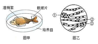 如何預(yù)防魚尾充血復(fù)發(fā)，如何預(yù)防魚尾充血