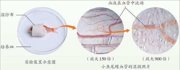 如何預(yù)防魚尾充血復(fù)發(fā)，如何預(yù)防魚尾充血