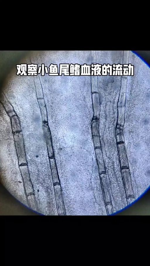如何預(yù)防魚尾充血復(fù)發(fā)，如何預(yù)防魚尾充血