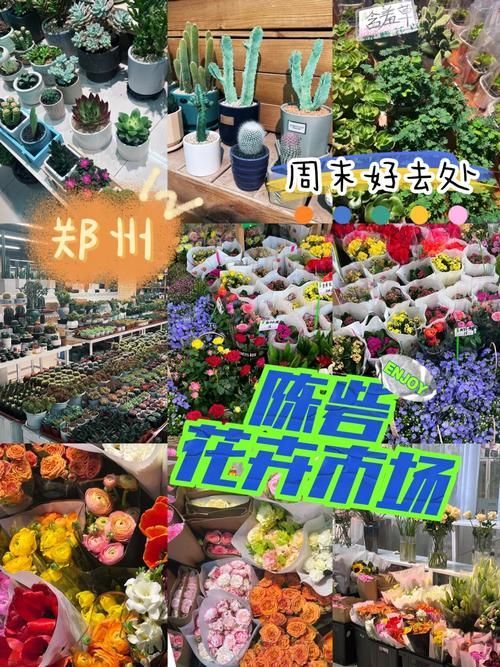 鄭州龍魚市場在哪里可以買到，鄭州哪里可以買到龍魚