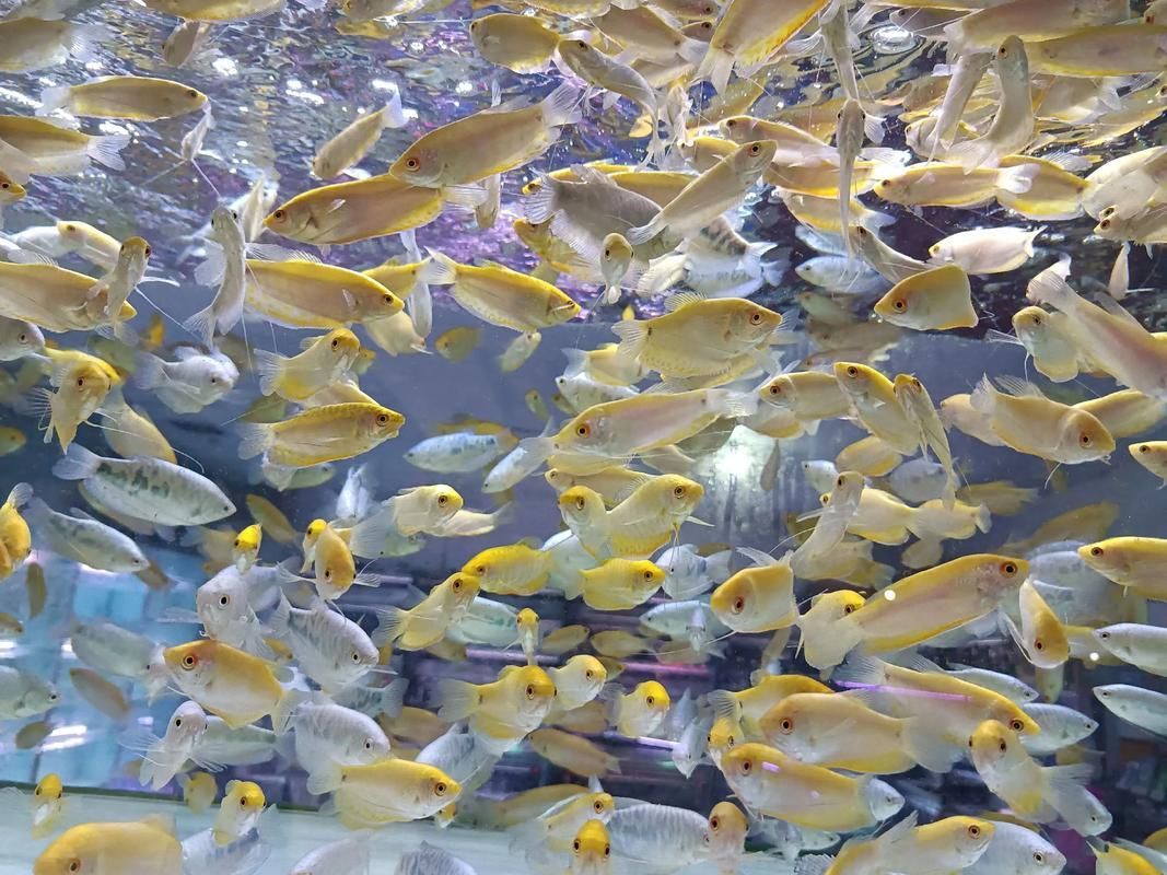 鄭州龍魚市場在哪里可以買到，鄭州哪里可以買到龍魚