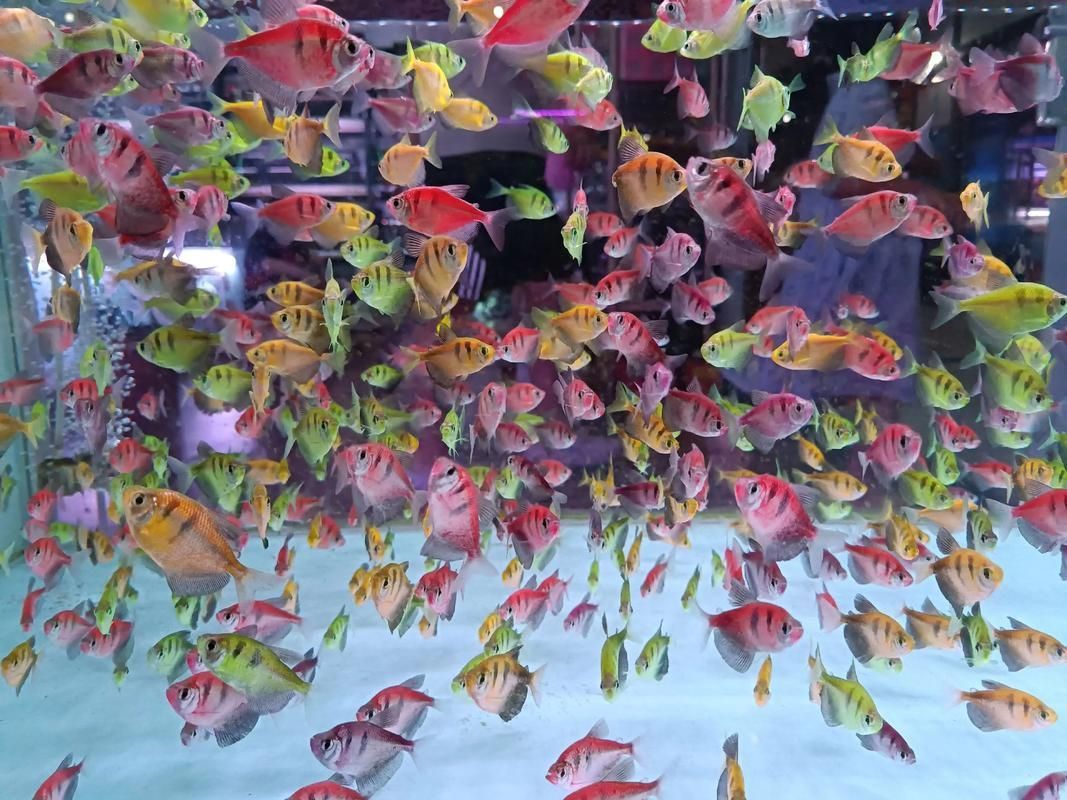 鄭州龍魚市場在哪里可以買到，鄭州哪里可以買到龍魚