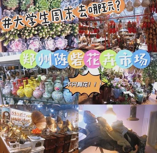 鄭州龍魚市場在哪里可以買到，鄭州哪里可以買到龍魚