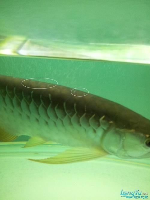 龍魚蹭缸時應(yīng)該怎么做？，關(guān)于龍魚蹭缸的問題