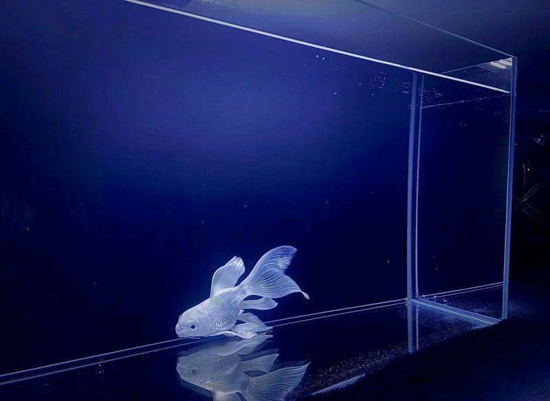 蝴蝶鯉和龍魚哪個更適合新手，蝴蝶鯉和龍魚哪個更互動，