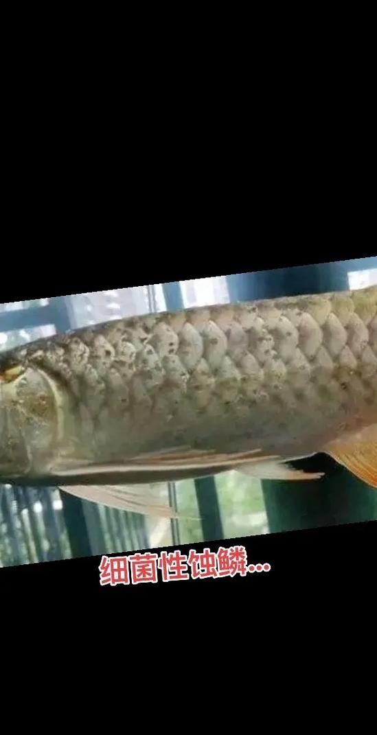 龍魚掉尾后如何判斷是否感染疾病？，健康龍魚掉尾后如何判斷是否感染疾病是否感染疾病
