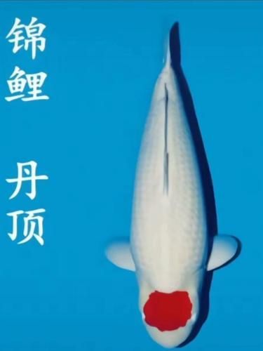 如何判斷丹頂錦鯉的品質？，丹頂錦鯉的品質判斷需從體型、頭部紅斑、體色肌地、泳姿與健康狀態
