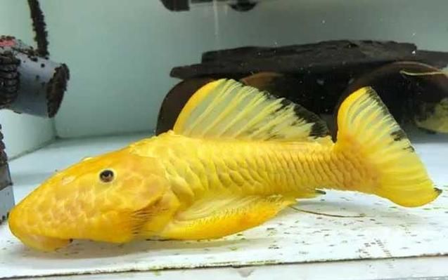 如何辨別黃金貓魚的品質？，如何辨別黃金貓魚