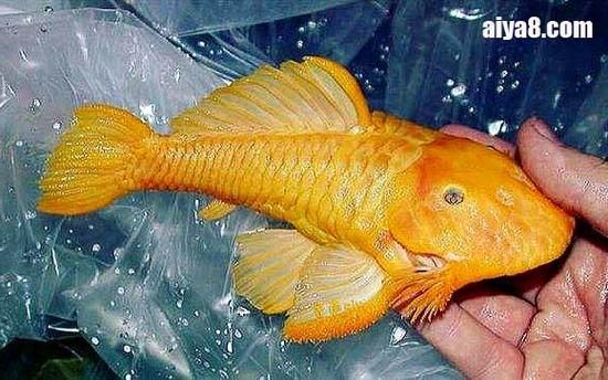 如何辨別黃金貓魚的品質？，如何辨別黃金貓魚