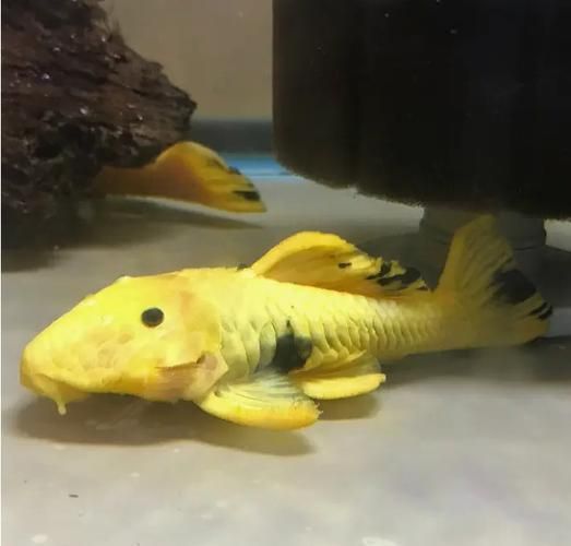 如何辨別黃金貓魚的品質？，如何辨別黃金貓魚