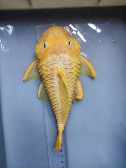 如何辨別黃金貓魚的品質？，如何辨別黃金貓魚