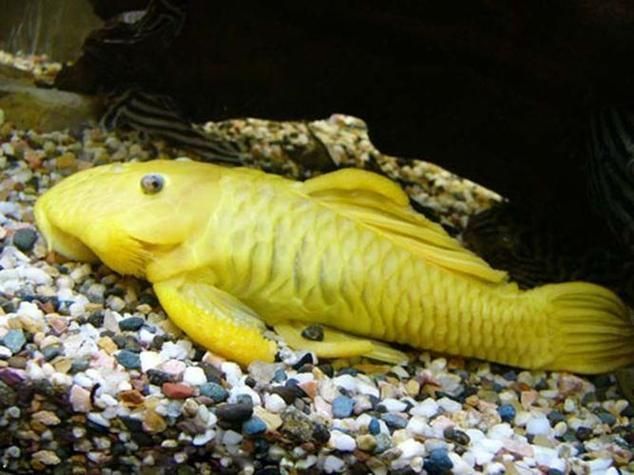 如何辨別黃金貓魚的品質？，如何辨別黃金貓魚