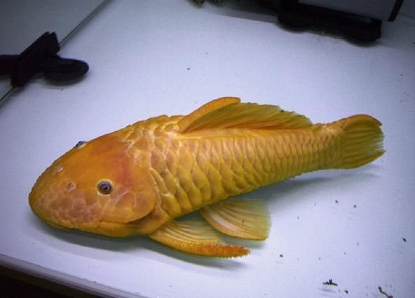 如何辨別黃金貓魚的品質？，如何辨別黃金貓魚