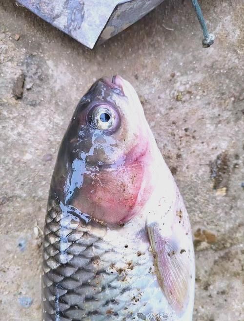 如何判斷魚鰭充血的嚴重程度，如何判斷魚鰭充血