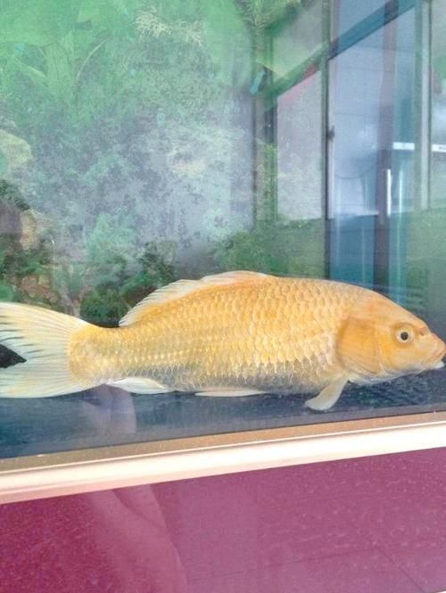 如何判斷魚鰭充血的嚴重程度，如何判斷魚鰭充血