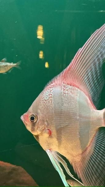 如何判斷魚鰭充血的嚴重程度，如何判斷魚鰭充血
