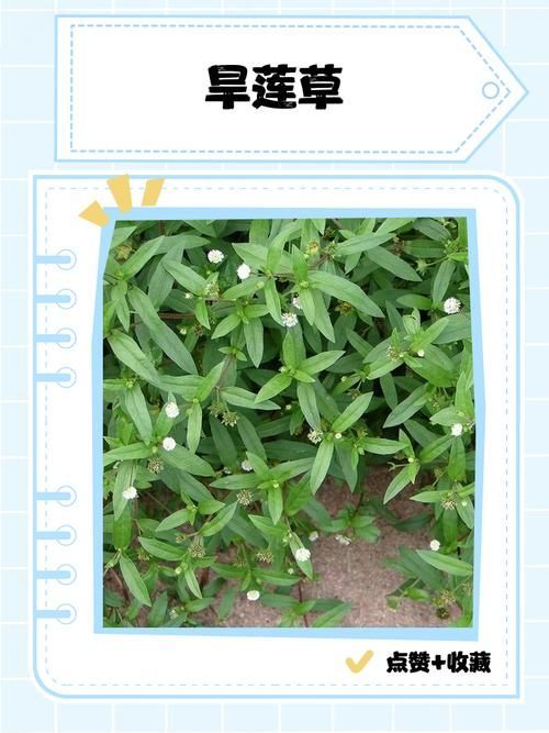 有哪些天然方法可以預(yù)防魚(yú)紅點(diǎn)，天然方法可以預(yù)防魚(yú)紅點(diǎn)