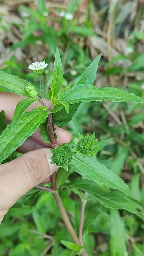 有哪些天然方法可以預(yù)防魚(yú)紅點(diǎn)，天然方法可以預(yù)防魚(yú)紅點(diǎn)