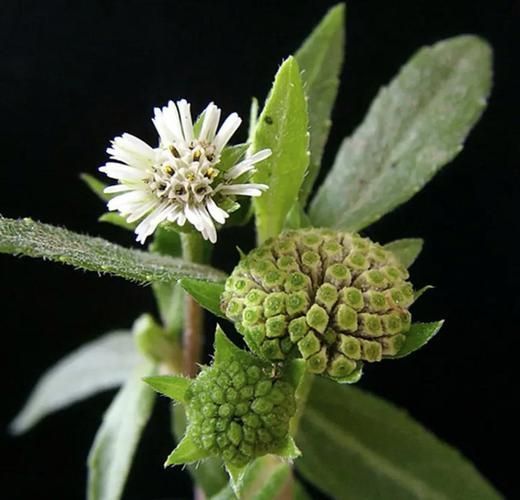 有哪些天然方法可以預(yù)防魚(yú)紅點(diǎn)，天然方法可以預(yù)防魚(yú)紅點(diǎn)