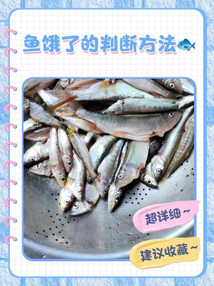 如何判斷魚是否還有攝食能力，判斷魚是否還有攝食能力是養(yǎng)魚愛好者和水族館工作人員需要面對的問題