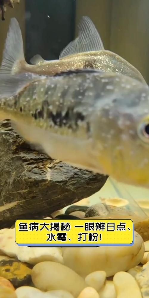 觀賞魚疾病預防措施
