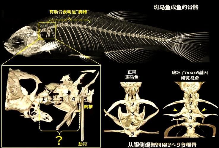 如何判斷龍魚沉尾是否嚴重