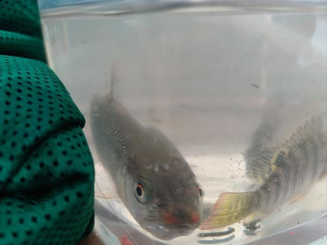 如何判斷金龍魚是否對某種水果過敏？，如何判斷金龍魚對水果過敏