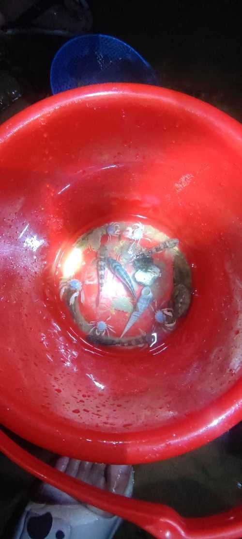 如何判斷金龍魚是否對某種水果過敏？，如何判斷金龍魚對水果過敏