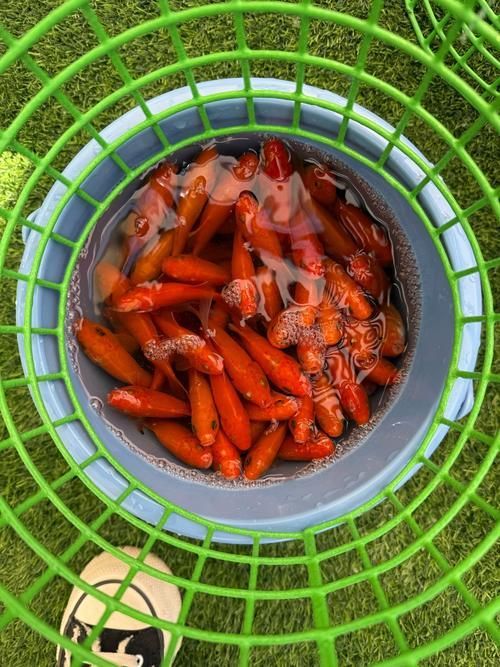 如何判斷金龍魚是否對某種水果過敏？，如何判斷金龍魚對水果過敏