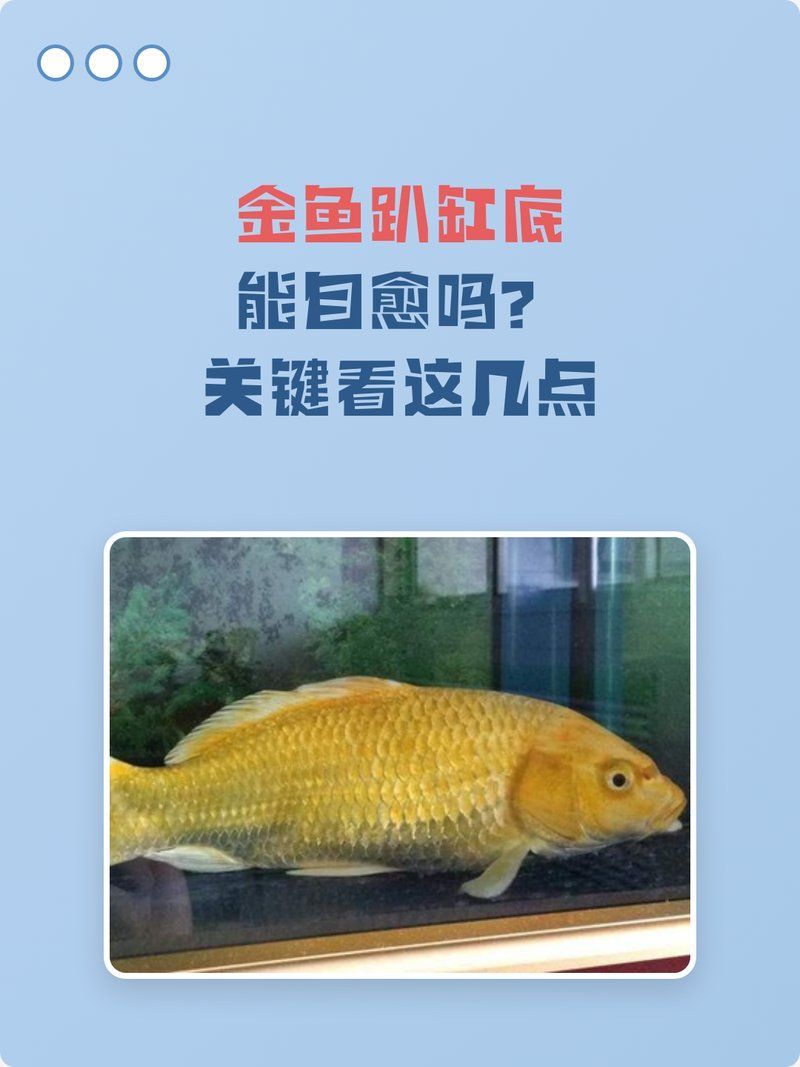 金魚趴缸底會自愈嗎，金魚趴缸底會自愈嗎,關(guān)鍵取決于具體原因