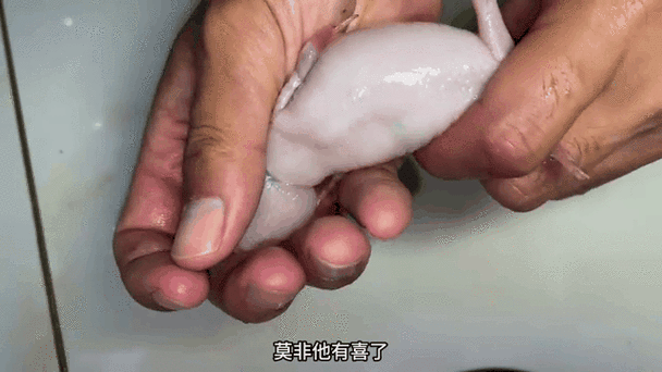 如何判斷恐龍魚是否患有腹水，如何判斷恐龍魚患有腹水