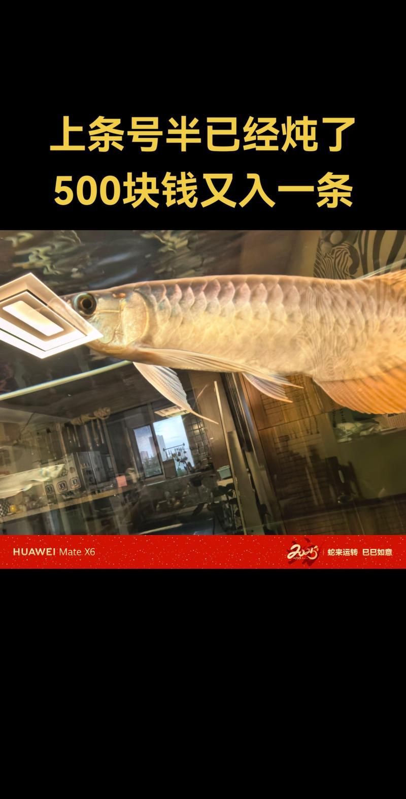 馬鞍山龍魚價格如何