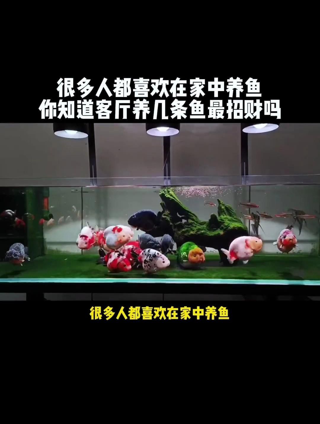 養魚一般養幾條才招財，養幾條魚才能招財