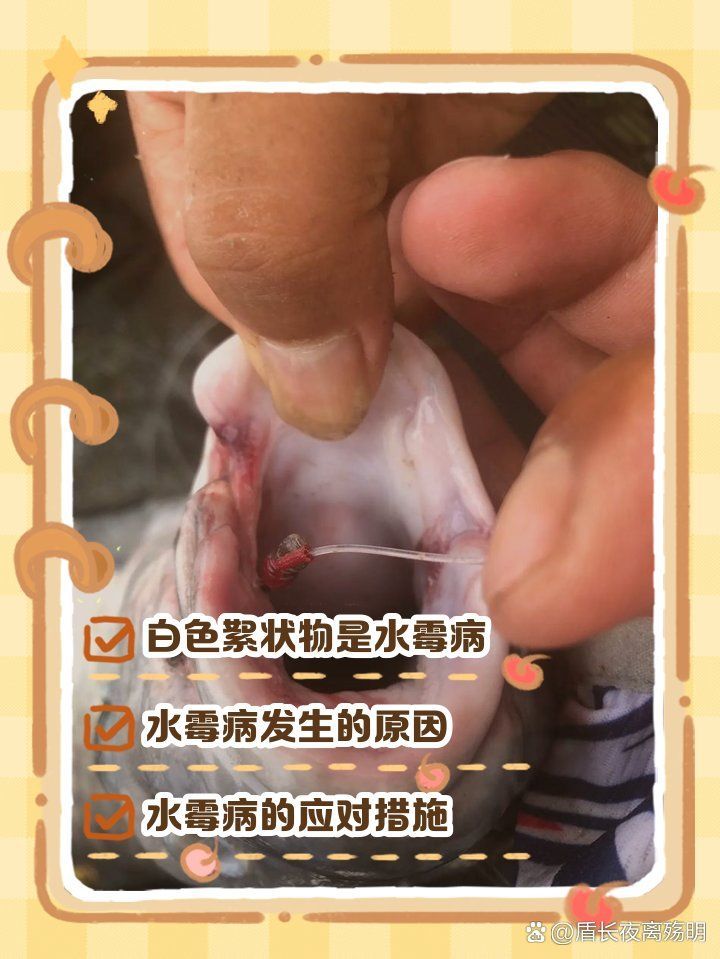 如何區分龍魚嘴巴發白是癌癥還是感染？，如何區分龍魚嘴巴發白