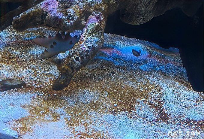 如何區分龍魚嘴巴發白是癌癥還是感染？，如何區分龍魚嘴巴發白