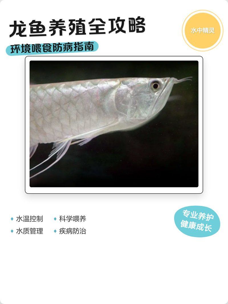 泗水龍魚的養殖技術如何？，泗水龍魚養殖技術