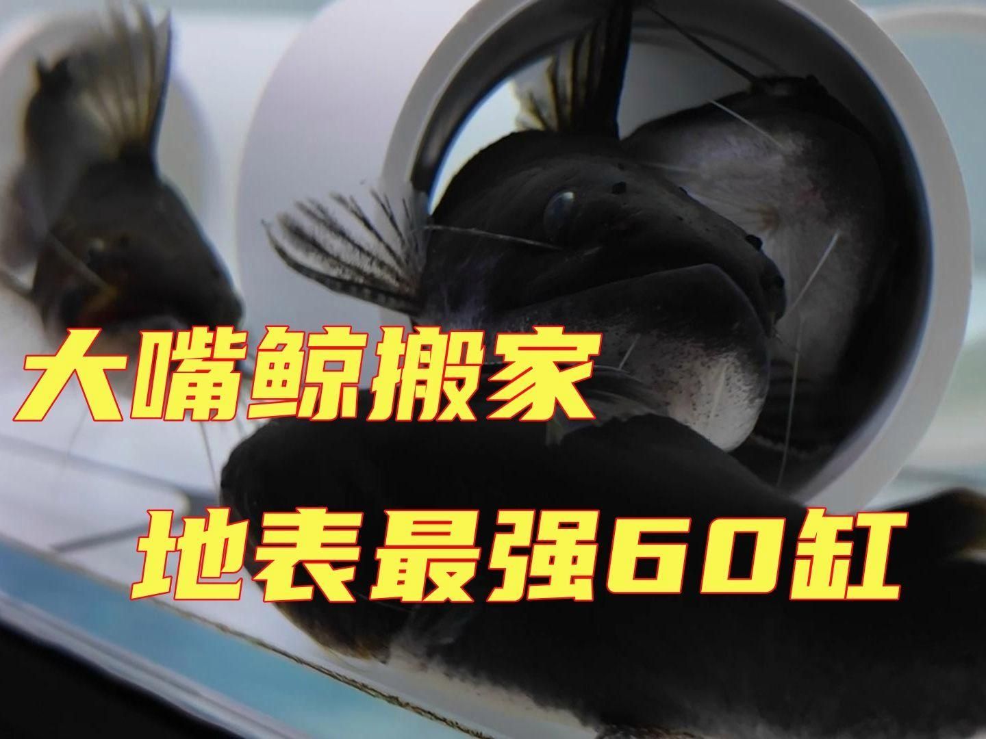 60缸養龍魚需要哪些設備，60缸養龍魚需要的設備包括魚缸、過濾器、加熱器、照明設備、裝飾物和食物和食物