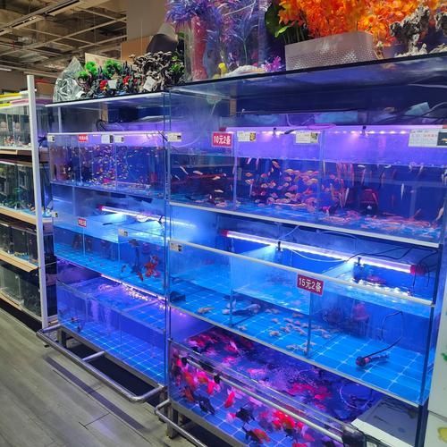 天津龍魚的市場需求如何，天津龍魚市場的關鍵信息