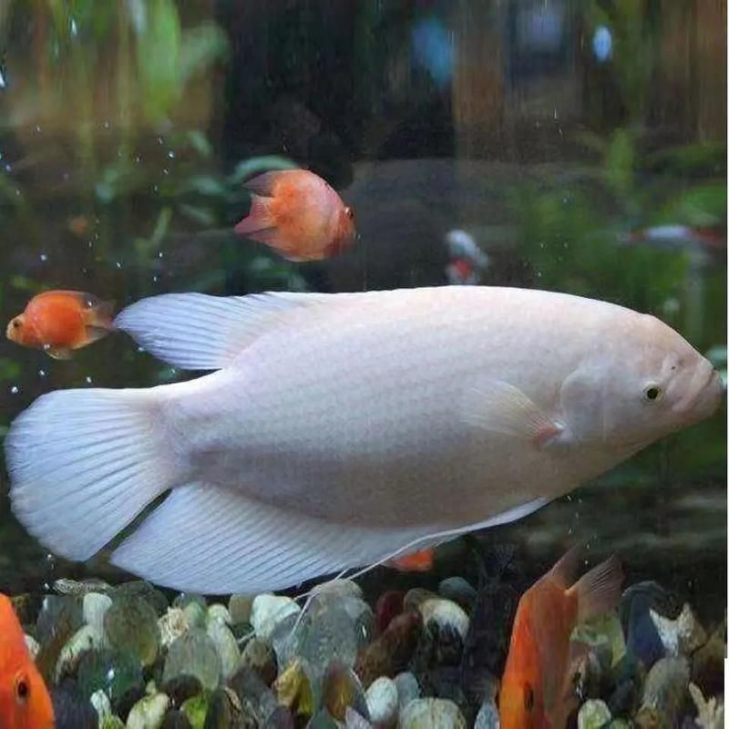 給我一些招財(cái)魚的圖片示例，招財(cái)魚圖片示例