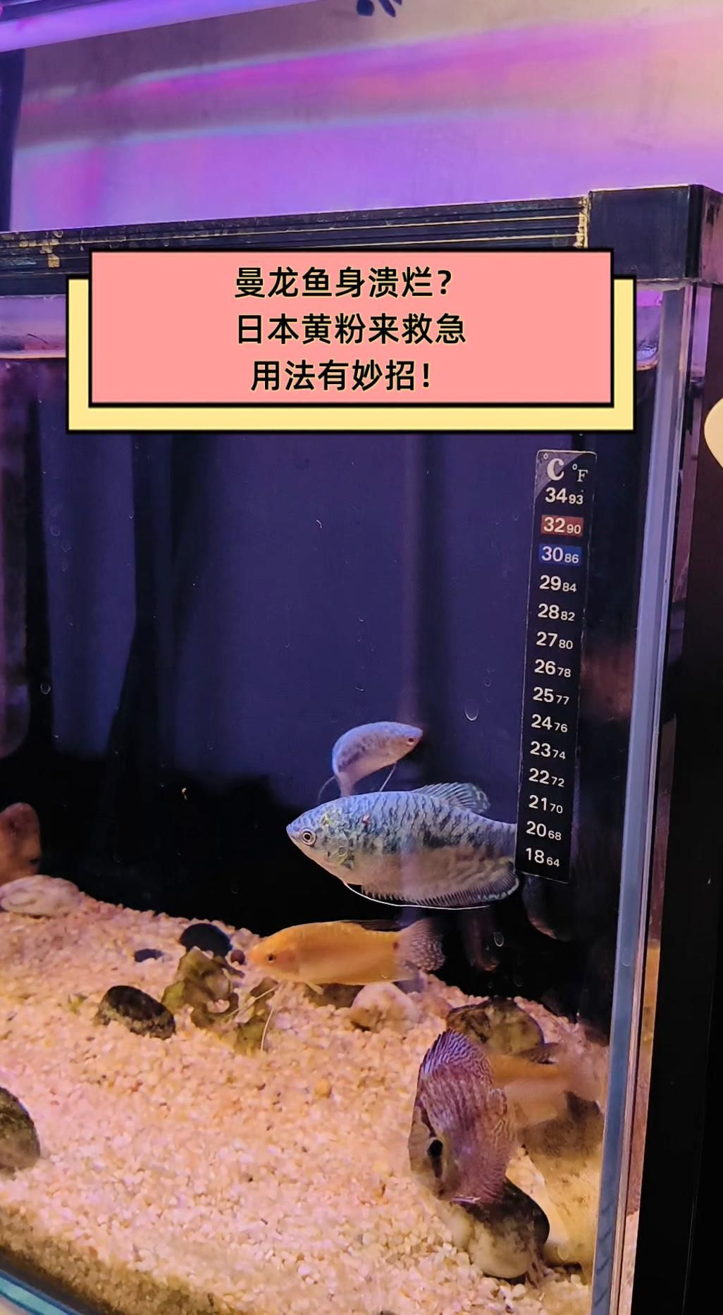 曼龍魚有哪些常見的健康問題
