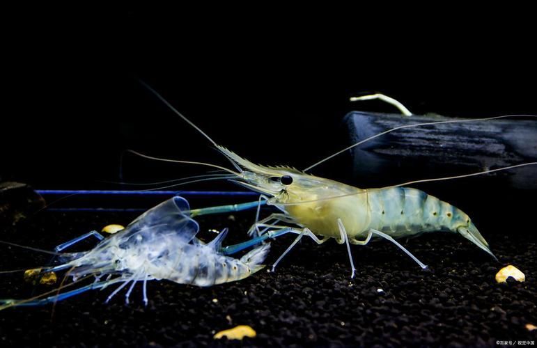有哪些蝦類不適合龍魚食用？，哪些蝦不適合食用