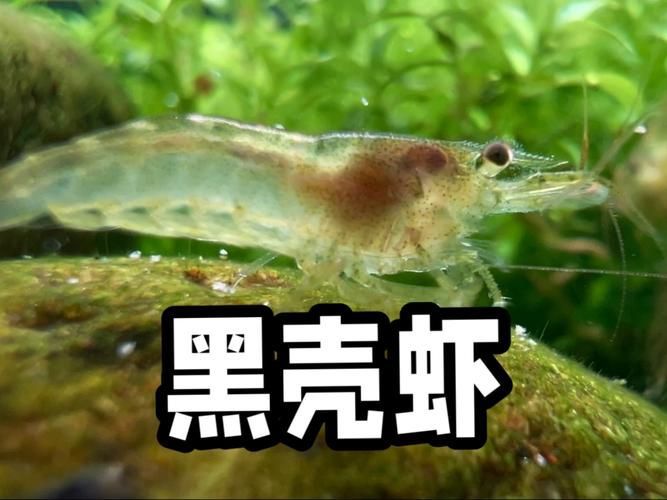 有哪些蝦類不適合龍魚食用？，哪些蝦不適合食用