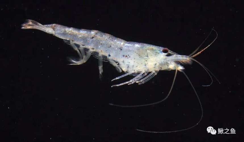 有哪些蝦類不適合龍魚食用？，哪些蝦不適合食用