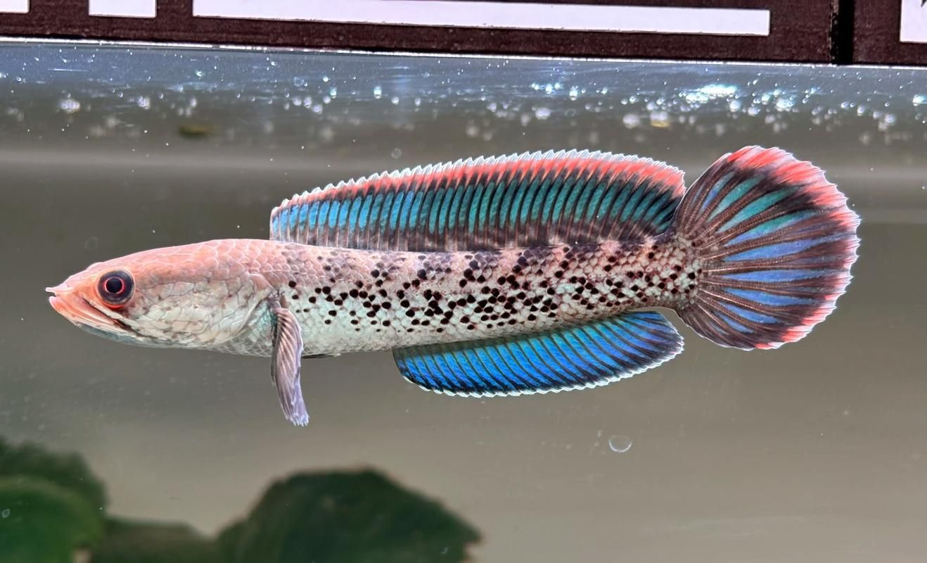給我一些鬼王雷龍魚的健康圖片，如何判斷鬼王雷龍魚是否健康